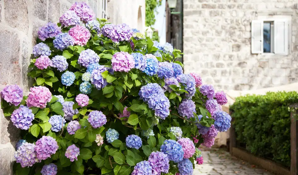 un hortensia les règles d'or à connaître